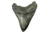 Huge, Fossil Megalodon Tooth - South Carolina #254583-1